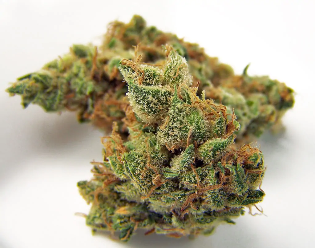 Green Valley Botanicals Jillybean Cannabis Strain